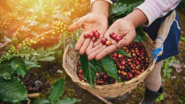 Pengantaran biji kopi