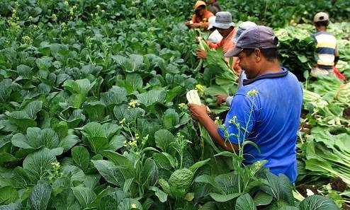 petani sayur