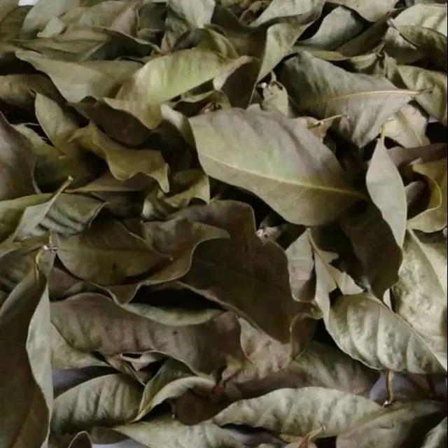 Daun Salam Kering Medium