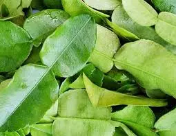 Daun Jeruk Harum
