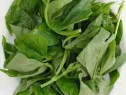 Daun Kacang