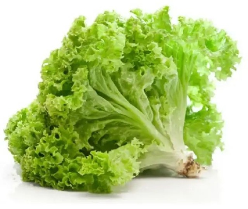 Daun Selada