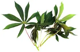 [Bertangkai] Daun Singkok